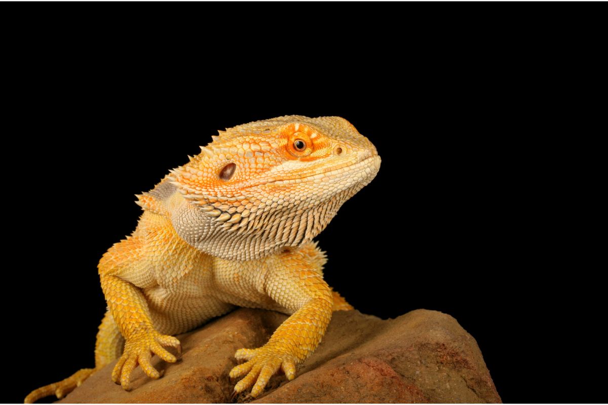 are bearded dragons friendly