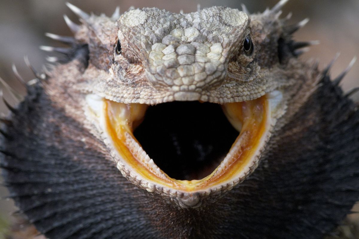 are bearded dragon friendly