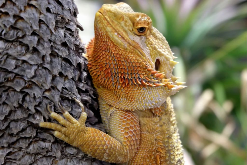 are bearded dragons friendly